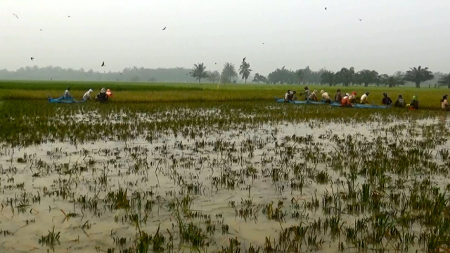 Banjir bandang di Sijunjung, 55 hektar sawah gagal panen