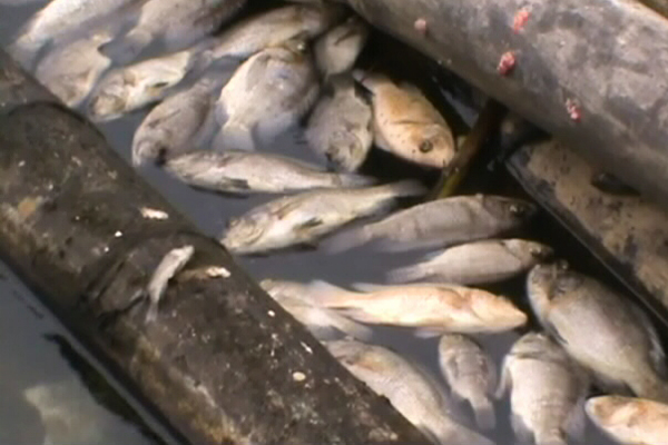Danau Maninjau kelebihan kapasitas menjadi faktor ikan mati massal