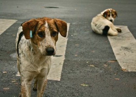 Enam warga Jorong Lubuk Bulang nyaris tewas digigit anjing gila